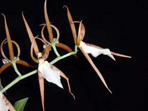 Bild von Brassia kegeliana