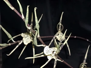 Bild von Brassia maculata