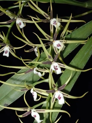 Bild von Brassia mexicana