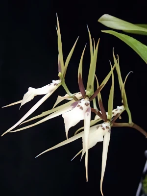 Bild von Brassia pumila