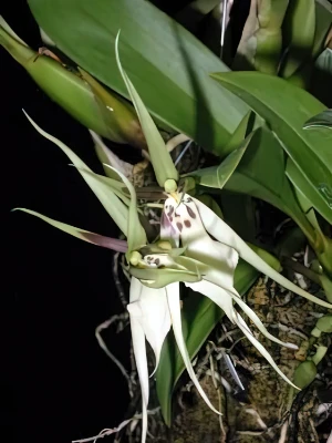 Bild von Brassia wageneri