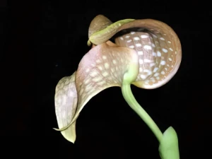 Bild von Bulbophyllum burfordiense