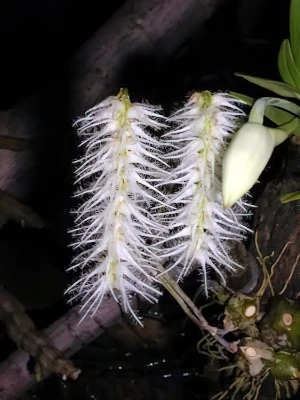Image de Bulbophyllum comosum