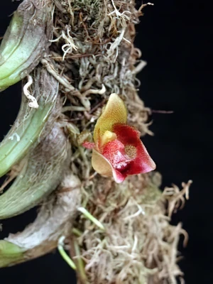 Bild von Bulbophyllum leopardinum