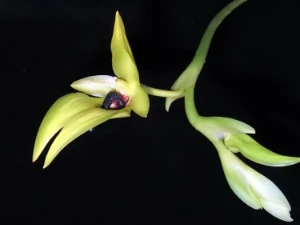 Bild von Bulbophyllum carunculatum garay 4