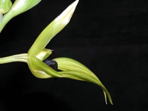 Bild von Bulbophyllum carunculatum garay 6