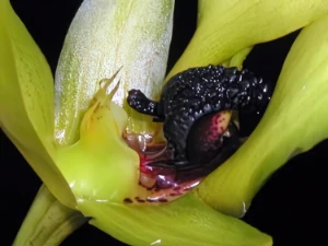 Bild von Bulbophyllum carunculatum garay 7