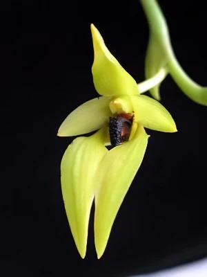 Bild von Bulbophyllum carunculatum garay