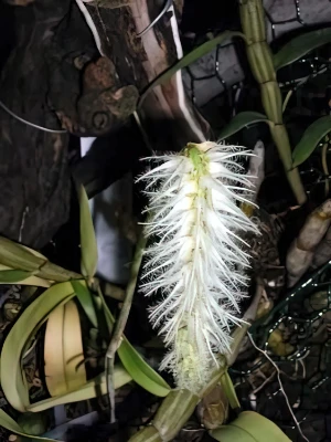 Bild von Bulbophyllum comosum 1