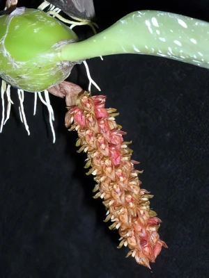 Bild von Bulbophyllum crassipes 4