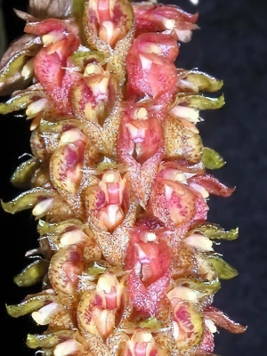 Bild von Bulbophyllum crassipes