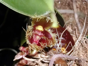 Bild von Bulbophyllum dayanum