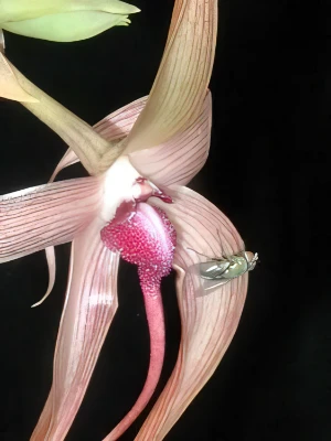 Bild von Bulbophyllum echinolabium 11