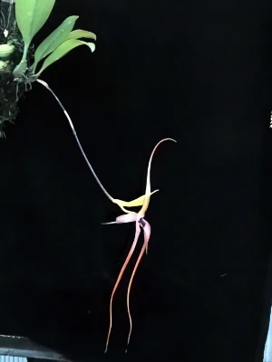 Bild von Bulbophyllum echinolabium 3