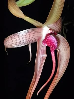 Bild von Bulbophyllum echinolabium 4