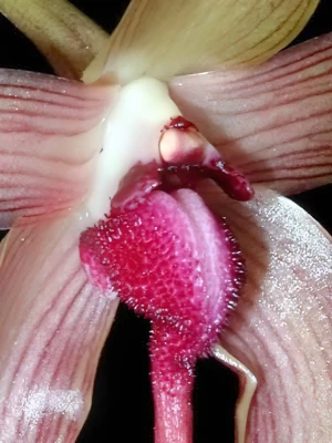 Bild von Bulbophyllum echinolabium 9