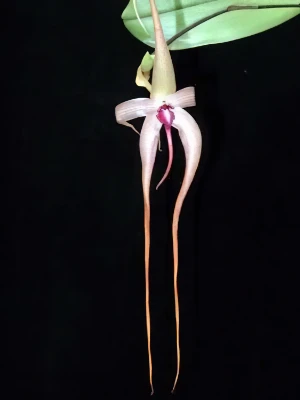 Bild von Bulbophyllum echinolabium