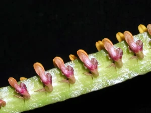 Bild von Bulbophyllum falcatum 1