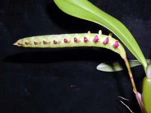 Bild von Bulbophyllum falcatum