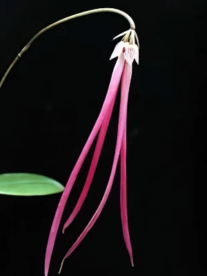 Bild von Bulbophyllum jacobsonii 3