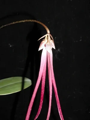 Bild von Bulbophyllum jacobsonii