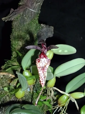 Bild von Bulbophyllum lasiochillum 1