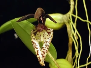 Bild von Bulbophyllum lasiochillum