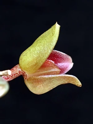 Bild von Bulbophyllum leopardinum 1