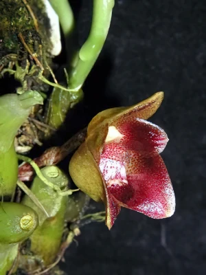 Bild von Bulbophyllum leopardinum 2