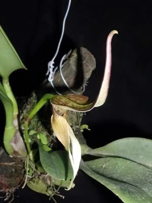 Bild von Bulbophyllum ornithorhynchus 1