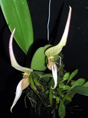 Bild von Bulbophyllum ornithorhynchus 2