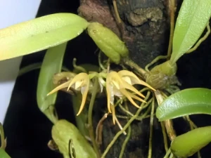 Bild von Bulbophyllum ovatum