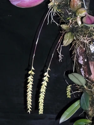 Bild von Bulbophyllum pumilum