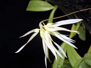 Bild von Bulbophyllum purpurascens 3