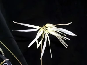 Bild von Bulbophyllum purpurascens