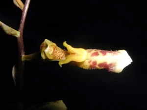 Bild von Bulbophyllum sp thailand 23