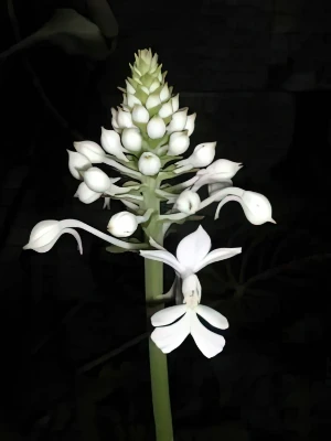 Bild von Calanthe triplicata 2