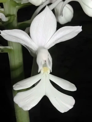 Bild von Calanthe triplicata