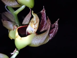 Bild von Catasetum macrocarpum 2