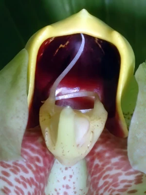 Bild von Catasetum macrocarpum male 14