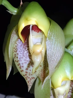 Bild von Catasetum macrocarpum male