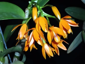 Bild von Cattleya aurantiaca