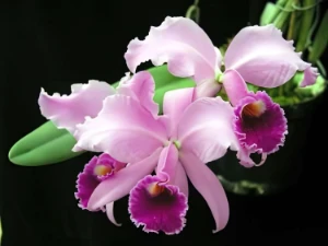 Image de Cattleya lawrenceana Image de Cattleya lawrenceana