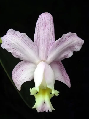 Image de Cattleya loddigesii var. estriata antibia Image de Cattleya loddigesii var. estriata antibia