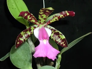 Bild von Cattleya aclandiae