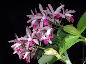 Bild von Cattleya amethystoglossa