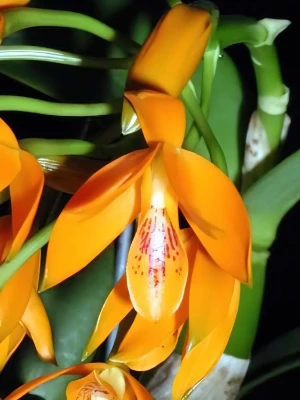 Bild von Cattleya aurantiacar