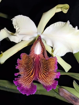 Bild von Cattleya dowiana var aurea 3