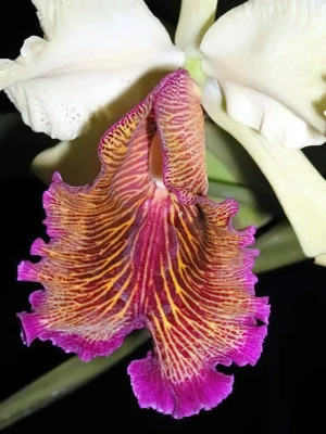 Bild von Cattleya dowiana var aurea 4