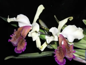 Bild von Cattleya dowiana var aurea